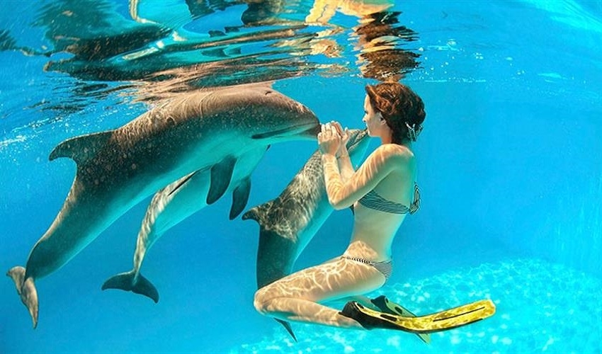 Swim with dolphin satayeh