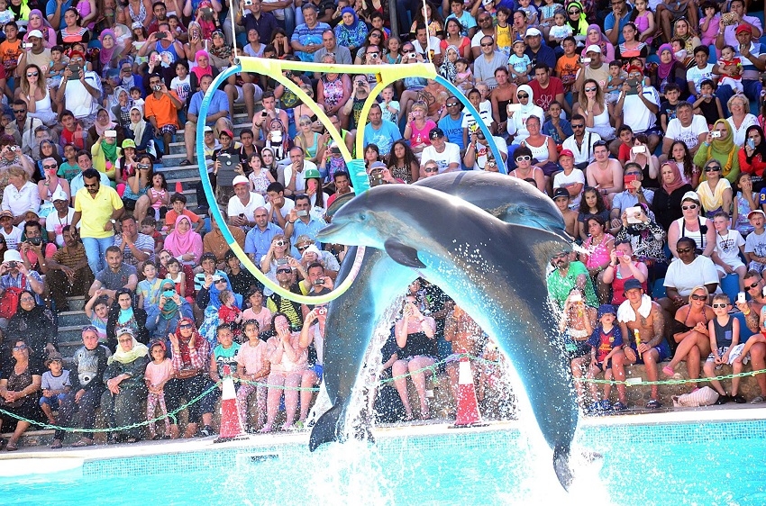 dolphin show1